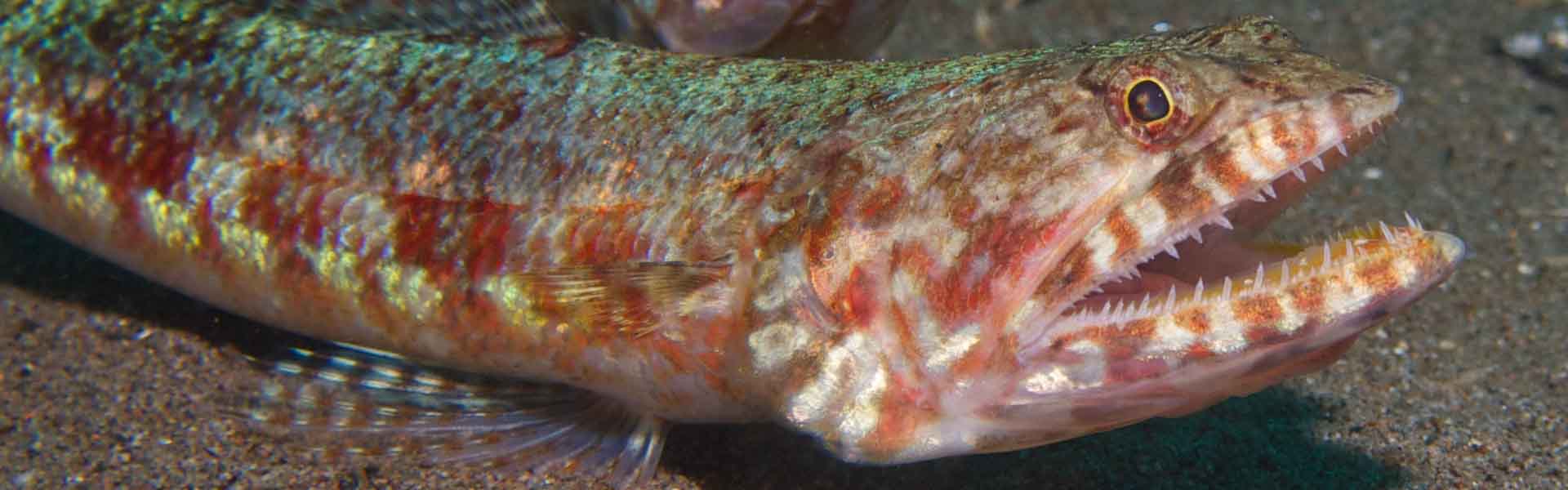 The Indo-Pacific Blunt-Nose Lizardfish